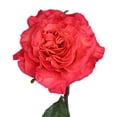 thumbnail image 1 of Member's Mark Garden Roses, 36 stems, Choose color variety, 1 of 6