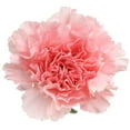 thumbnail image 2 of Member's Mark Carnations, Choose color and stem count, 2 of 7
