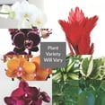 thumbnail image 3 of Live Assorted 10" Phaelenopsis Orchid in Ceramic Pot, Duo, 3 of 6