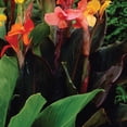 thumbnail image 5 of Member's Mark Canna Blend Dormant Bulbs, 9pk, 5 of 9