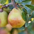 thumbnail image 6 of Harry & David Holiday Pear & Savory Banquet Box, 6 of 7