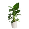 thumbnail image 1 of Costa Farms 10" Bird of Paradise Tropical Plant in Decorative Pot, 1 of 7
