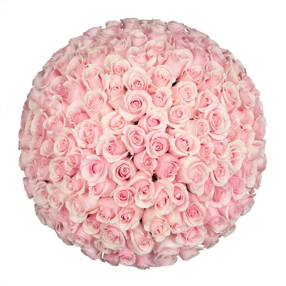 Member's Mark Ecuadorian Premium Roses, choose color variety and stem count