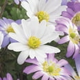 thumbnail image 6 of Member's Mark Anemone Ground Cover Blend Dormant Bulbs, 90pk, 6 of 10