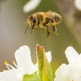 thumbnail image 7 of Local Hive New Mexico Honey, 40 oz., 7 of 7