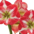 thumbnail image 4 of Amaryllis Minerva Bulb Pre-Planted in Glass Pot, 4 of 4
