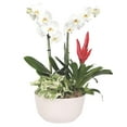 thumbnail image 1 of Live Assorted 10" Phaelenopsis Orchid in Ceramic Pot, Duo, 1 of 6