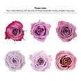thumbnail image 3 of Member's Mark Ecuadorian Premium Roses, choose color variety and stem count, 3 of 8