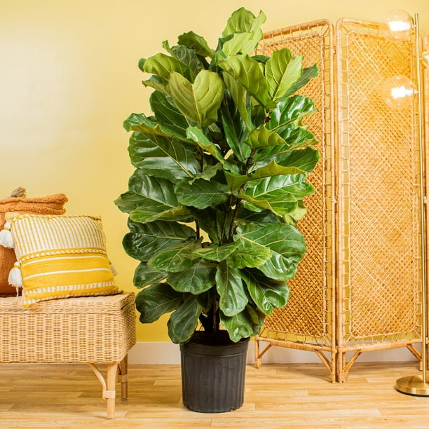 money tree plant indoor or outdoor Mini Money Tree