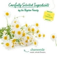 thumbnail image 3 of Bigelow Cozy Chamomile Herbal Tea, 100 ct., 3 of 7