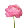 thumbnail image 2 of Ranunculus, 60 stems, choose color, 2 of 5