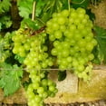 thumbnail image 4 of Member's Mark Grape Himrod White Seedless, 2pk, 4 of 9