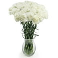 thumbnail image 5 of Member's Mark Carnations, Choose color and stem count, 5 of 7