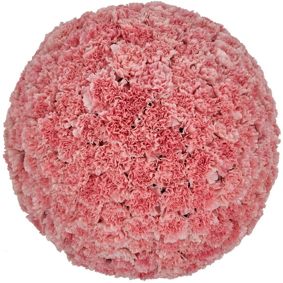 Member's Mark Carnations, choose color and stem count