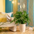 thumbnail image 5 of Costa Farms 10" Peace Lily in Self-Watering Pot, 5 of 10