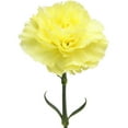 thumbnail image 2 of Member's Mark Carnations, Choose color and stem count, 2 of 5