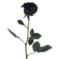 thumbnail image 5 of Member's Mark Farm Fresh Velvet Roses, choose color and stem count, 5 of 7
