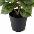thumbnail image 3 of Artificial 36" Hydrangea Bush in Black Grower's Pot, Assorted Colors, 3 of 6