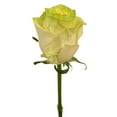 thumbnail image 1 of Member's Mark Illusion Roses, 96 stems, Choose color variety, 1 of 7