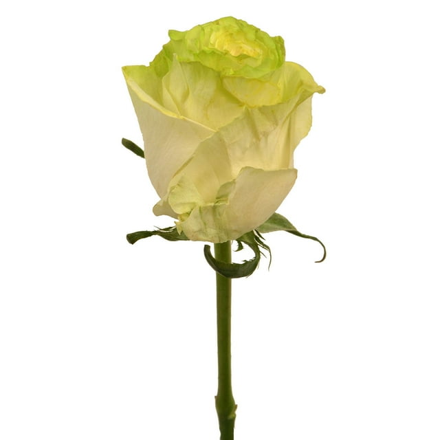Member's Mark Illusion Roses, 96 stems, Choose color variety