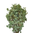 thumbnail image 1 of Member's Mark Seeded Eucalyptus Greenery, 40 stems, 1 of 5