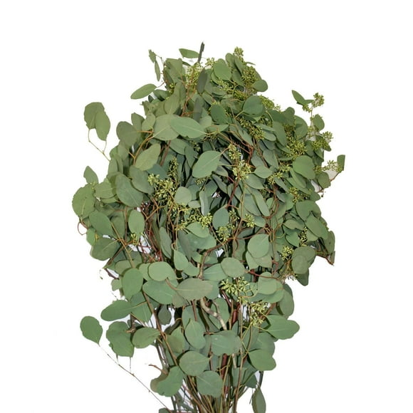 Member's Mark Seeded Eucalyptus Greenery, 40 stems