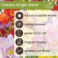 thumbnail image 5 of Member's Mark Freesia Single Blend Dormant Bulbs, 75pk, 5 of 8