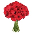 thumbnail image 2 of Member's Mark Gerbera Daisies, choose color and stem count, 2 of 8