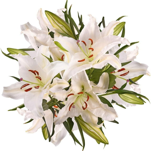 Member's Mark Oriental Trumpet Lilies, Choose color and stem count