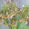 thumbnail image 5 of Member's Mark Peony and Nectaroscordum Dormant Bulbs, 22pk, 5 of 10