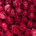 thumbnail image 5 of Member's Mark Farm Fresh Velvet Roses, choose color and stem count, 5 of 9