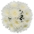 thumbnail image 2 of Member's Mark Mums Medley, 10 stems, color and variety may vary, 2 of 9