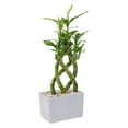 thumbnail image 1 of Costa Farms Medium Lucky Bamboo Plant in Decorative Pot, 1 of 9