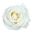 thumbnail image 4 of Member's Mark Ecuadorian Premium Roses, choose color variety and stem count, 4 of 9