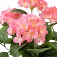 thumbnail image 2 of Artificial 36" Hydrangea Bush in Black Grower's Pot, Assorted Colors, 2 of 6