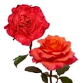 thumbnail image 2 of Member's Mark Garden Roses, 36 stems, Choose color variety, 2 of 6