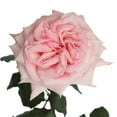 thumbnail image 4 of Member's Mark Garden Roses, 36 stems, Choose color variety, 4 of 6