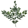 thumbnail image 2 of OFFLINE: Nagi Greenery (Choose Stem Count), 2 of 2