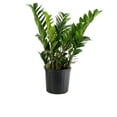 thumbnail image 1 of Costa Farms 10" Basic Foliage Plant in Grower Pot, 1 of 9