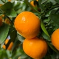 thumbnail image 8 of Clementine Mandarins, 5 lbs., 8 of 10