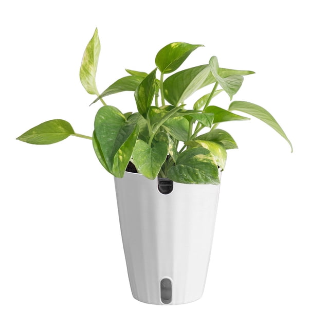 Costa Farms Live 6" Golden Pothos in Self-Watering Pot