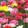 thumbnail image 6 of Member's Mark Tulip Double Early Blend Dormant Bulbs, 30pk, 6 of 10