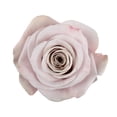 thumbnail image 2 of Member's Mark Ecuadorian Premium Roses, choose color variety and stem count, 2 of 6