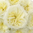 thumbnail image 4 of Member's Mark Garden Roses, 36 stems, Choose color variety, 4 of 6