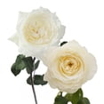 thumbnail image 2 of Member's Mark Garden Roses, 36 stems, Choose color variety, 2 of 6