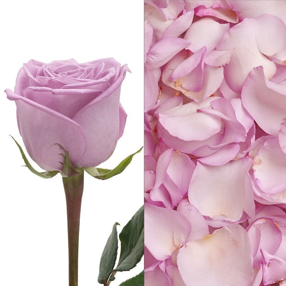 Member's Mark Roses and Petals Combo, 75 stems+ 2,000 petals, choose color