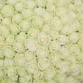 thumbnail image 3 of Member's Mark Ecuadorian Premium Roses, choose color variety and stem count, 3 of 9