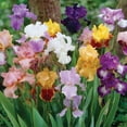 thumbnail image 7 of Member's Mark Landscape Boxed Bulbs, 7 of 11