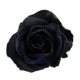 thumbnail image 1 of Member's Mark Farm Fresh Velvet Roses, choose color and stem count, 1 of 7