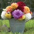 thumbnail image 5 of Member's Mark Dahlia Dinnerplate Blend Dormant Bulbs, 8pk, 5 of 9